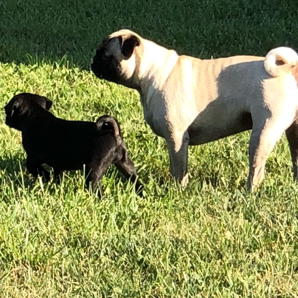 Meet your posher! 💕Like this post to bookmark 💕 - Picture 3 of 5